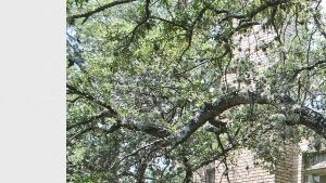 Country living a brick apartment building with a tree in the yard