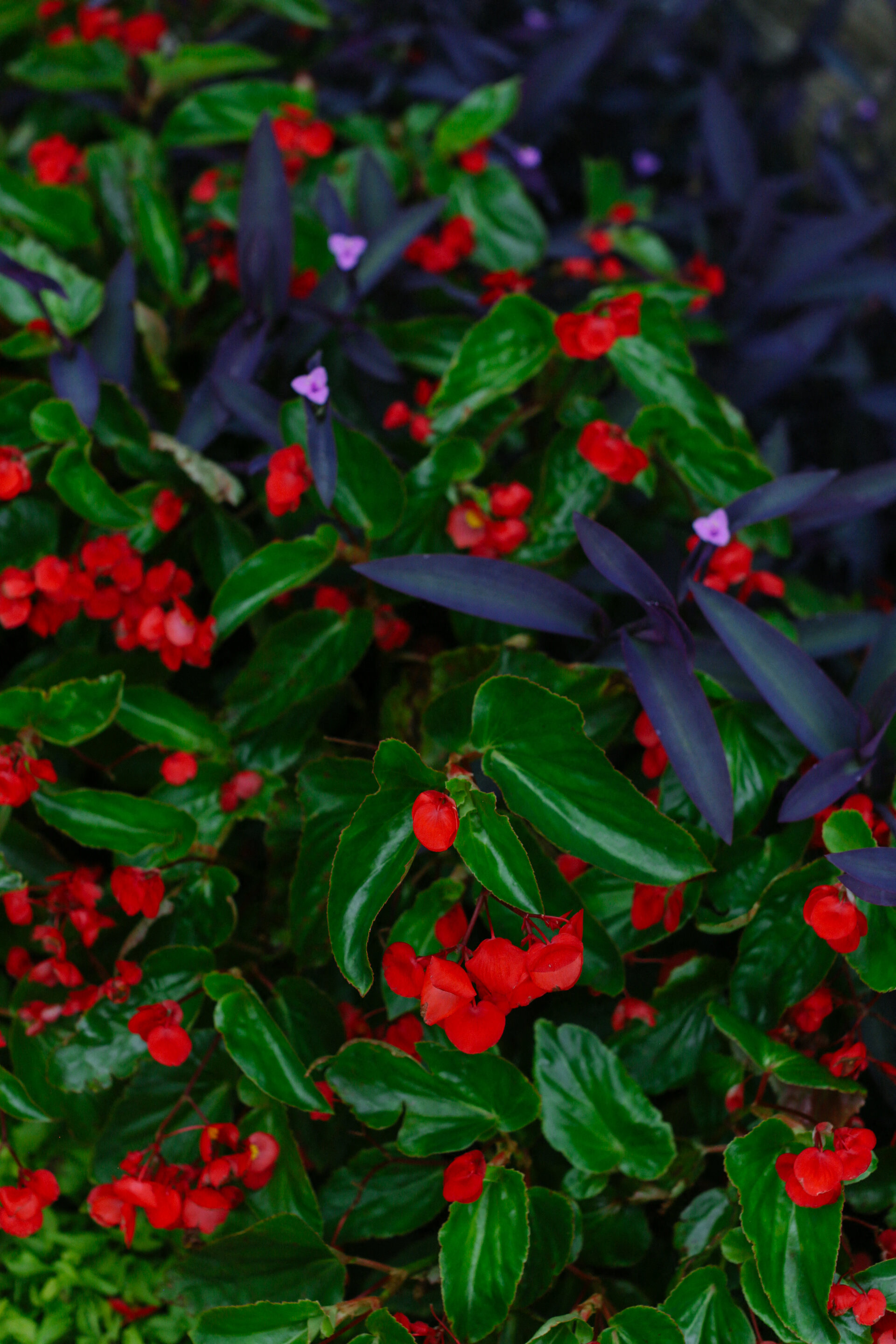 a small red plant with green leaves and red berries