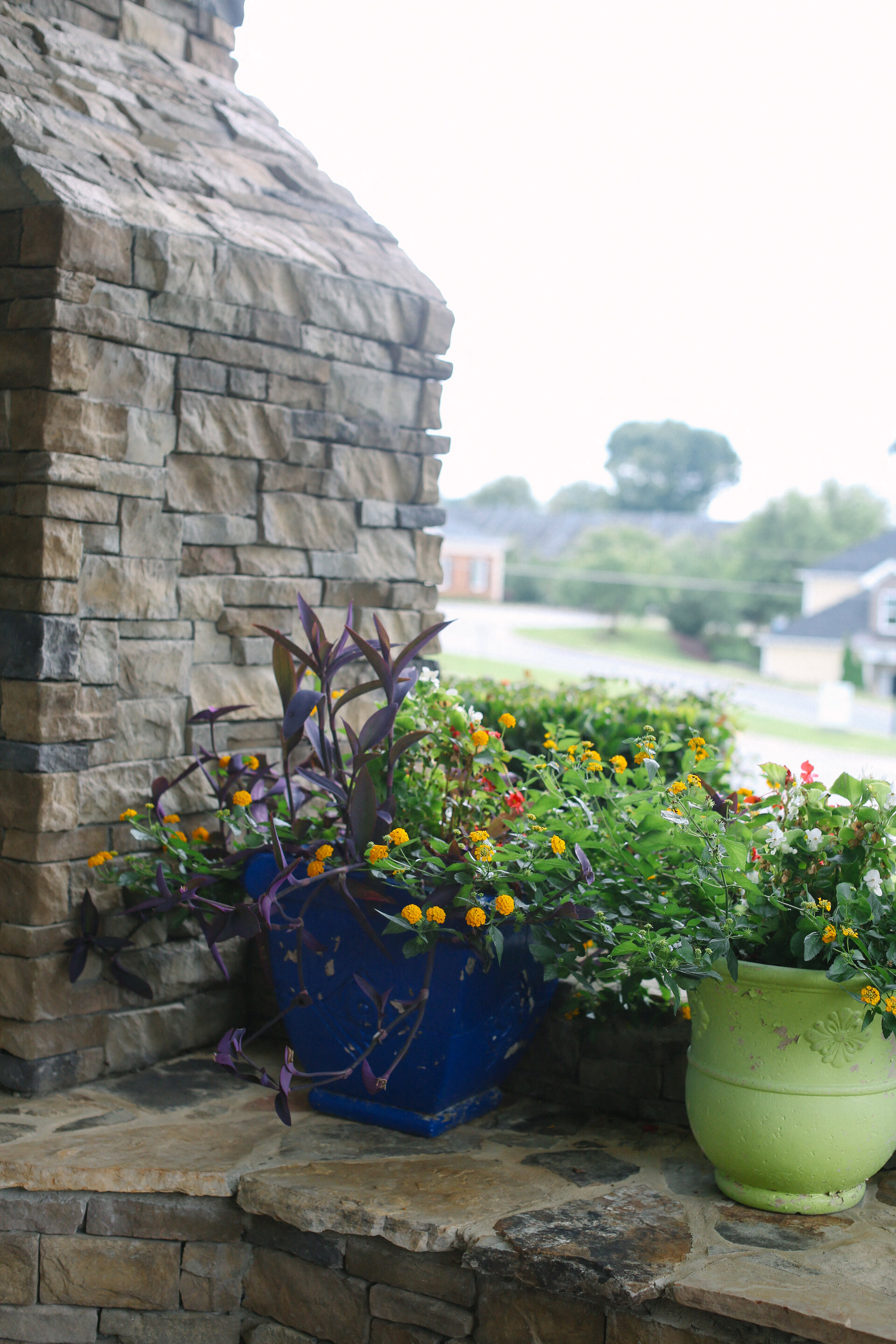 a group of potted plants sitting next to a stone wall