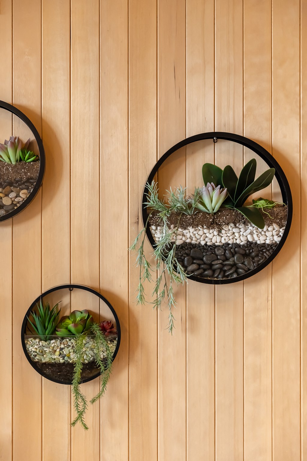 Succulent accents on wall of Solarium at Platform