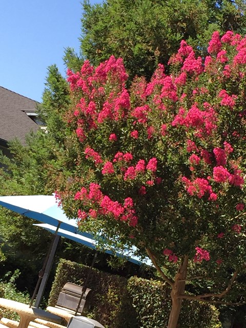 A tree with pink flowers in the foreground with a blue umbrella and a building in the background.