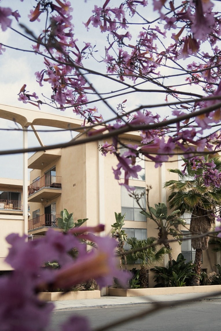 a tree with purple flowers in front of a building