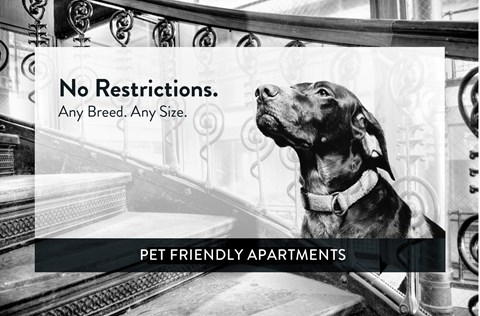 pet friendly, St. Paul, Minnesota