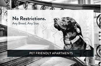 Charlton Terrace pet friendly - Photo Gallery 10