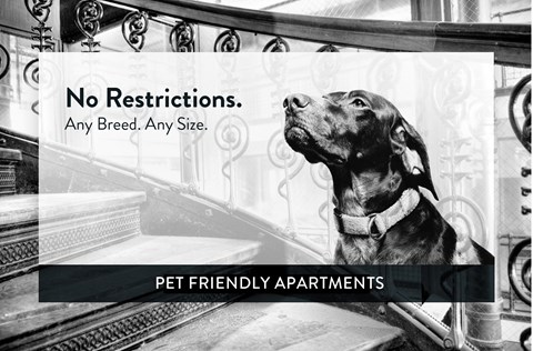 Pet Friendly, Minneapolis, Minnesota