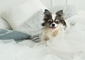 a small dog sitting on a bed with a white comforter