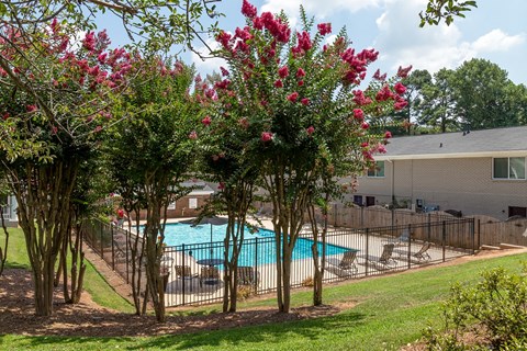 A pool surrounded by trees with pink flowers.