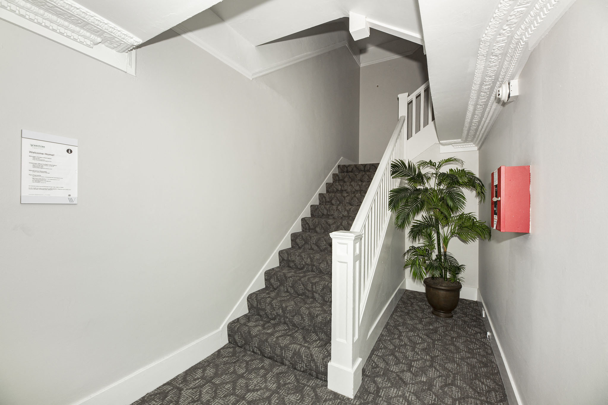 A staircase with a potted plant on the bottom step.
