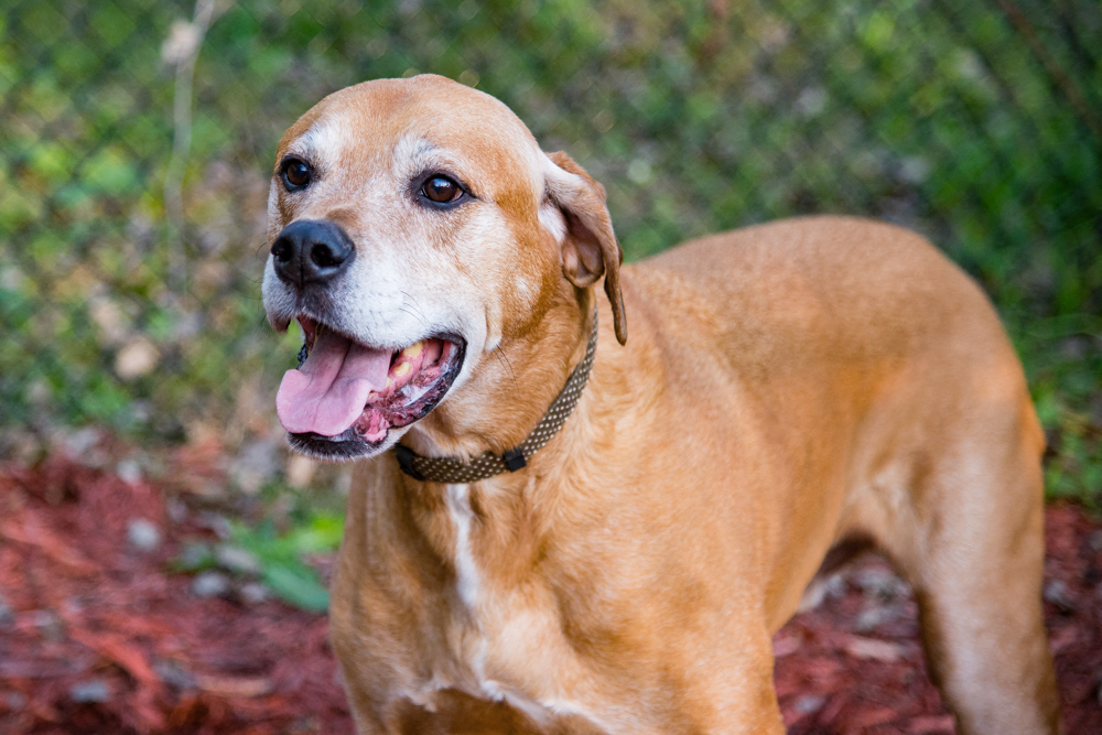 Dog Friendly Apartments in Minnetonka!