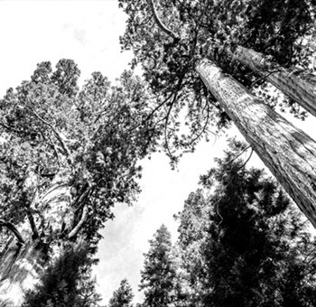 Mature Trees Mature Trees at The Sur, Arlington