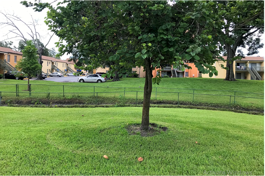 a tree in the middle of a grass field