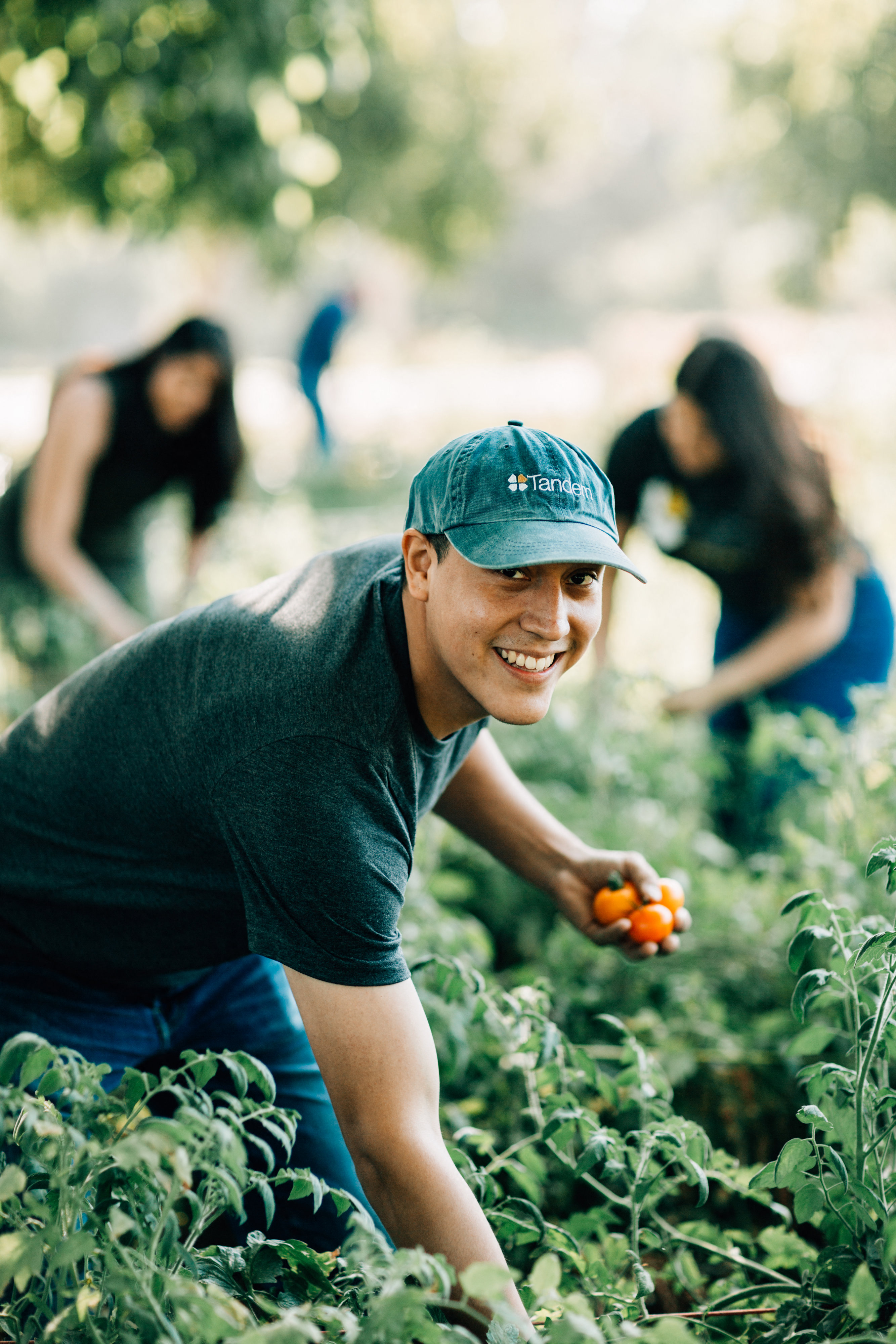 Young man picking tomatoes looking into the camera, smiling
