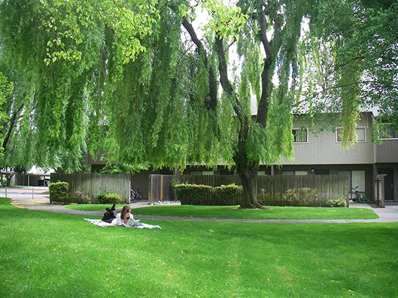 A tree along the green belt behind Casitas and Chautauqua