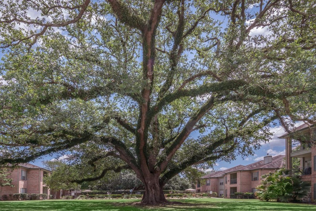 a large tree in a yard in front of some apartments