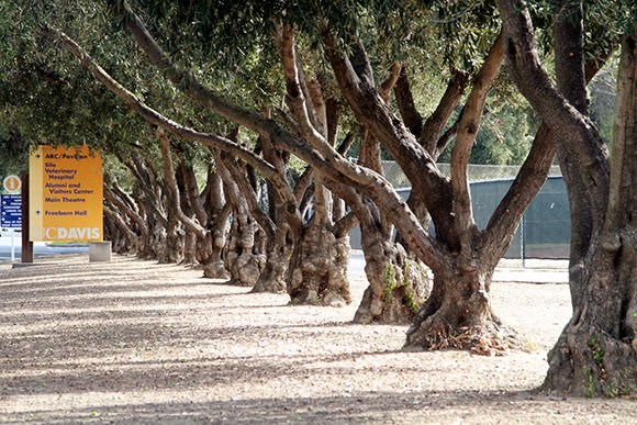a row of trees next to a sign