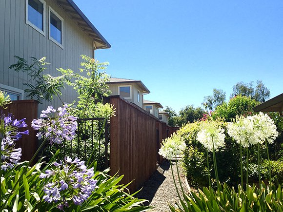 a backyard with flowers and a fence