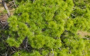 Woodhaven Apartments In Rockledge Fl