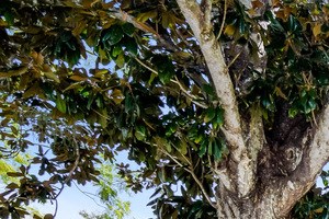 Bayshore Gardens Fl Apartments For Rent Rentcafe