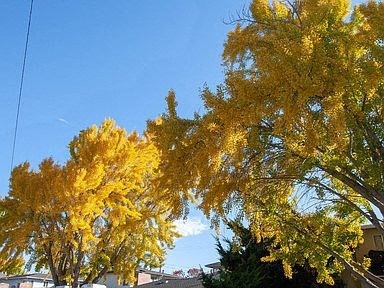 a tree with yellow leaves and a blue sky