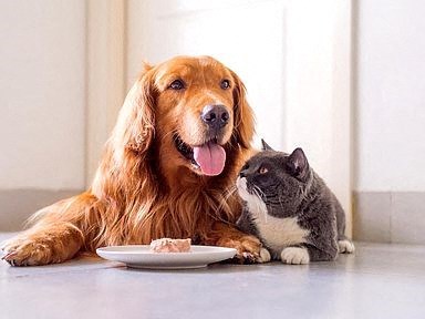 a dog and a cat sitting next to a plate of food