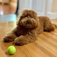 a brown dog sitting on the floor next to a tennis ball