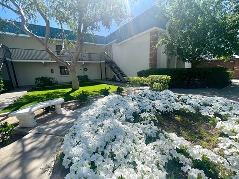 a garden with white flowers in front of a building