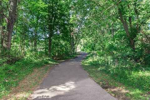 a path through the woods with trees on both sides