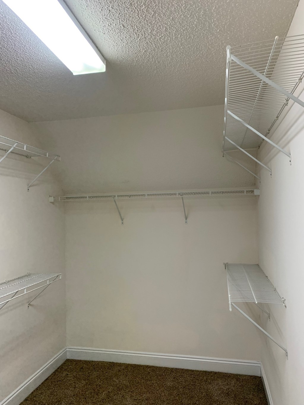Empty walk-in closet with shelves and carpeted floor.