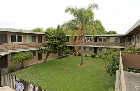 A palm tree stands in the middle of a grassy courtyard.