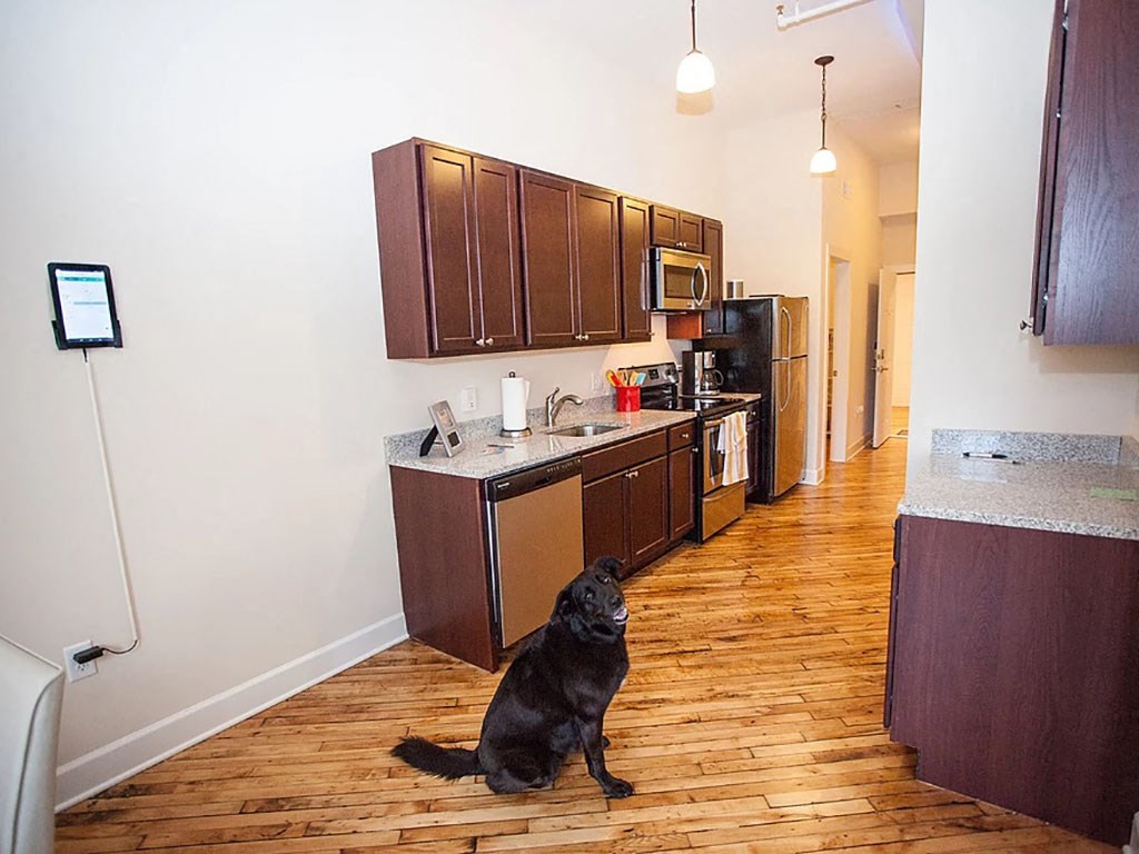 a black dog sitting on the floor in a kitchen