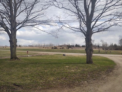 two trees in a field next to a dirt road