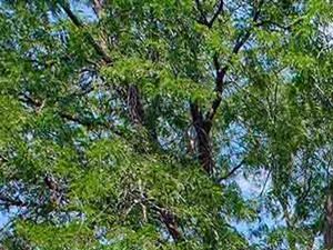 Tranquil Wooded Location