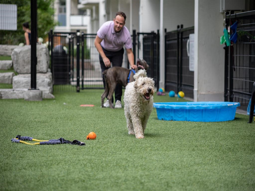 a man is playing with two dogs on the grass