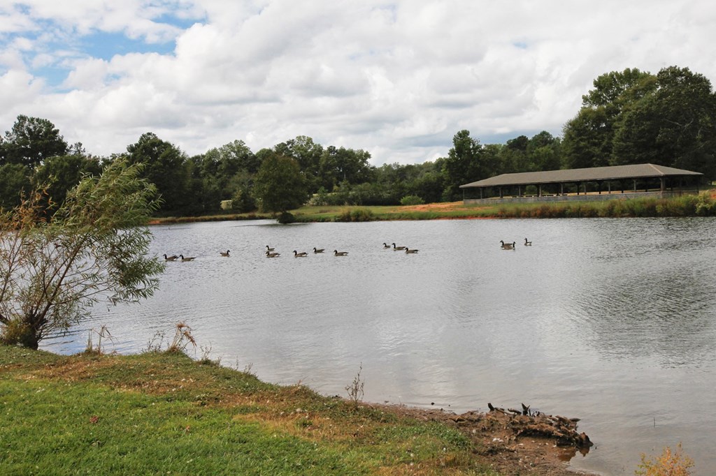 a group of ducks swimming in a lake