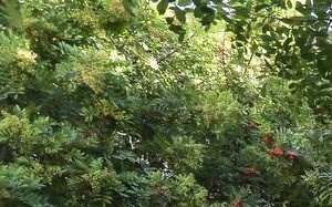 Mariposa Gardens Apartments In Los Angeles Ca