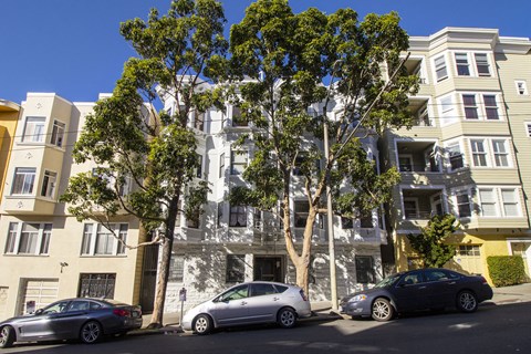 A tree in front of a building with cars parked on the street.