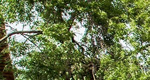 Pines Of Burnsville Apartments In Burnsville Mn