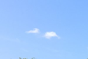 Dog Park - Photo Gallery 6