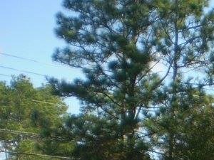 Photos And Video Of Autumn Chase In Mobile Al