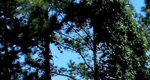 Mountain Woods Apartments In Birmingham Al