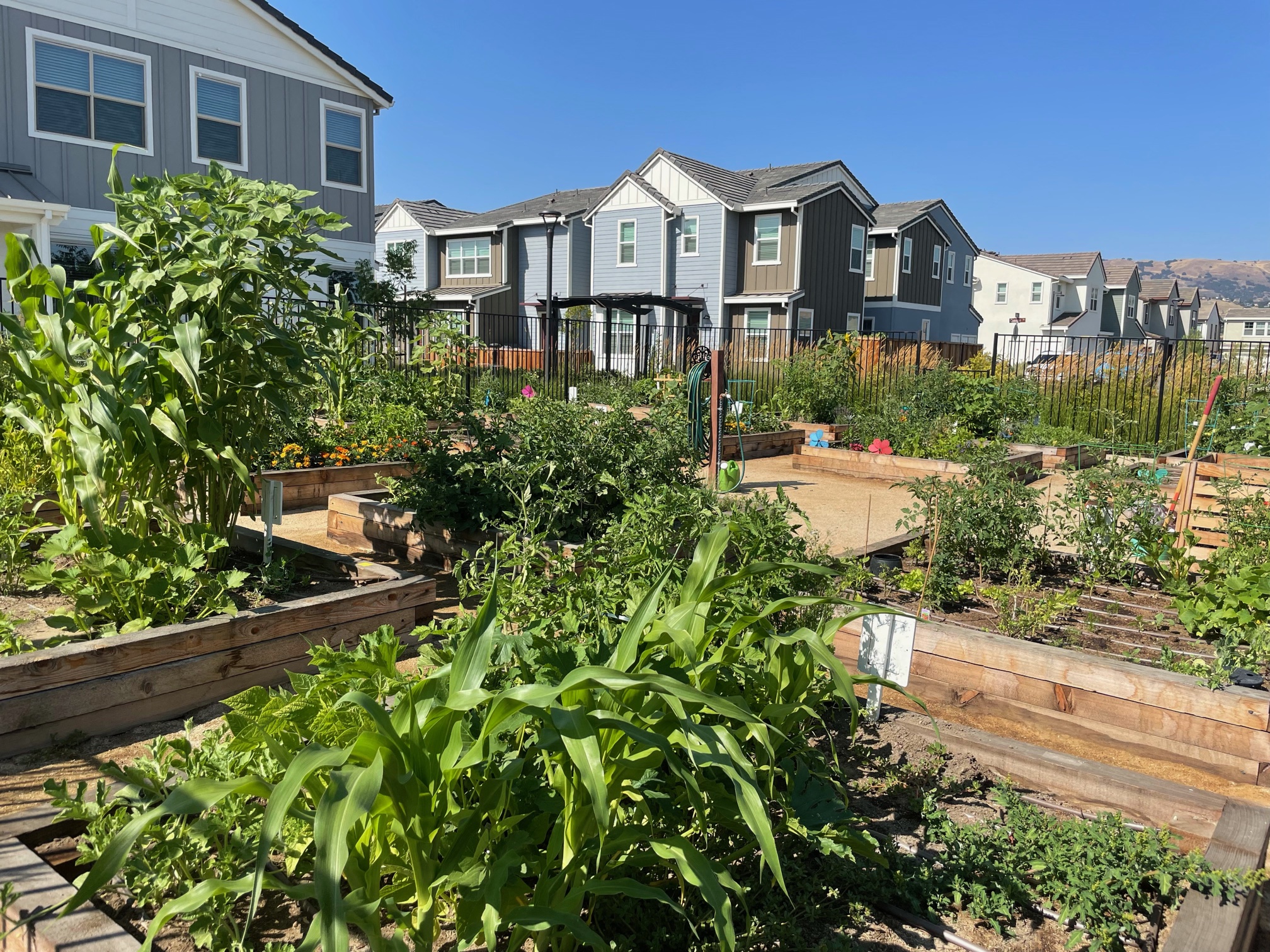 Morgan Ranch Community Garden area with garden boxes and plants growing at Morgan Ranch Apartments, Morgan Hill