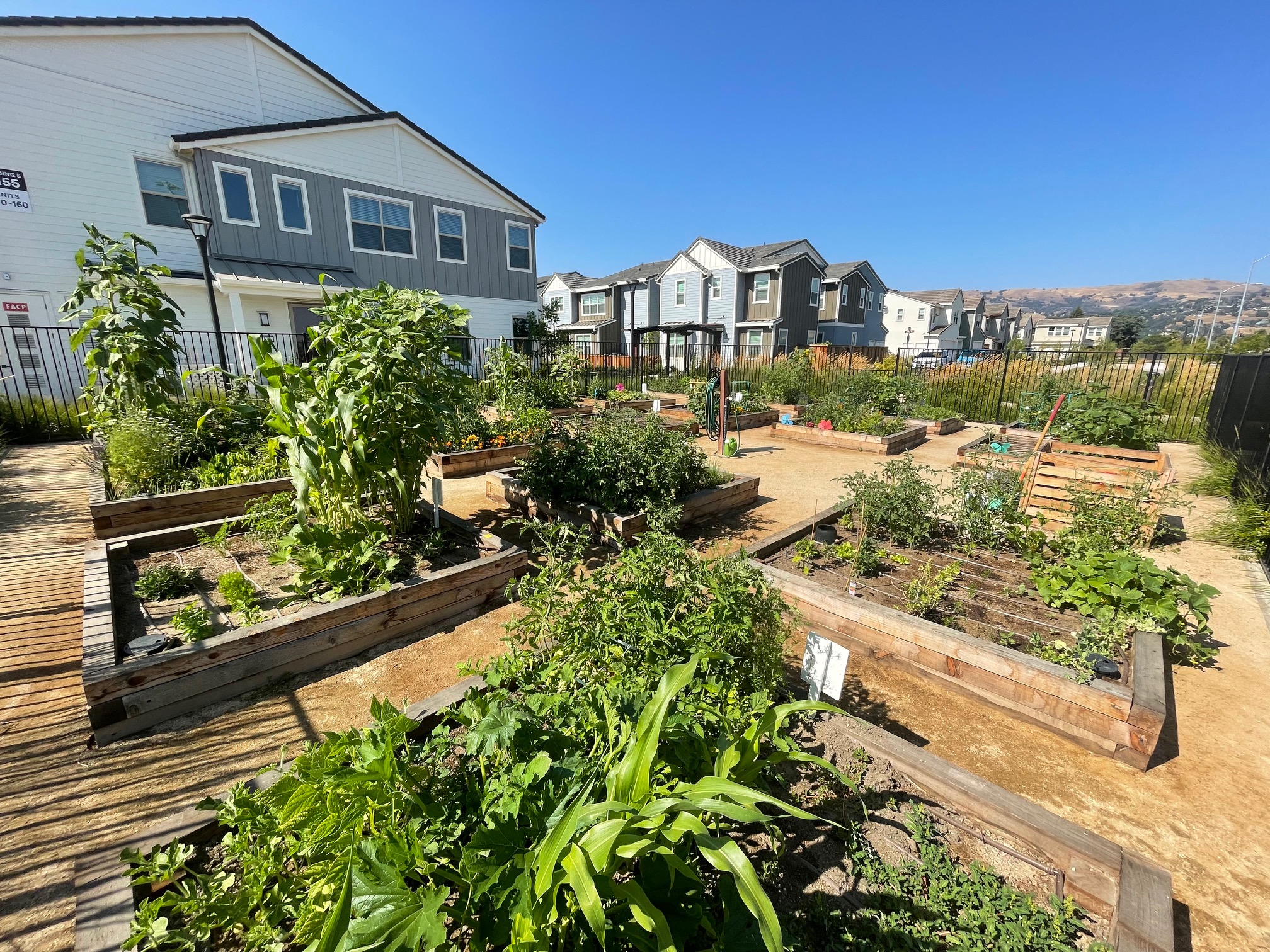 Morgan Ranch Community Garden area with numerous garden boxes at Morgan Ranch Apartments, Morgan Hill, California