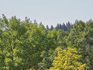 Creekside Apartments - Walking Path Creekside Apartments - Walking Path - Photo Gallery 5