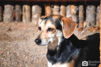 Dog and cat friendly apartments near me Santa Fe