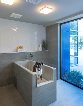 Dog Spa