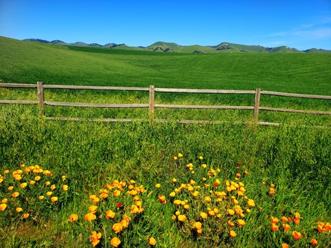 a field of yellow and orange flowers in front of a fence