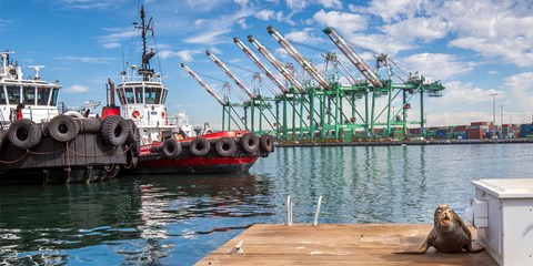 a sea lion sitting on a dock in a harbor
