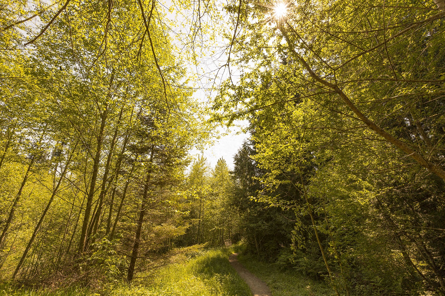 The Lodge at Redmond Ridge - Redmond, WA - park