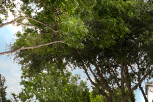 Villas at Stonebridge Ranch | McKinney, TX