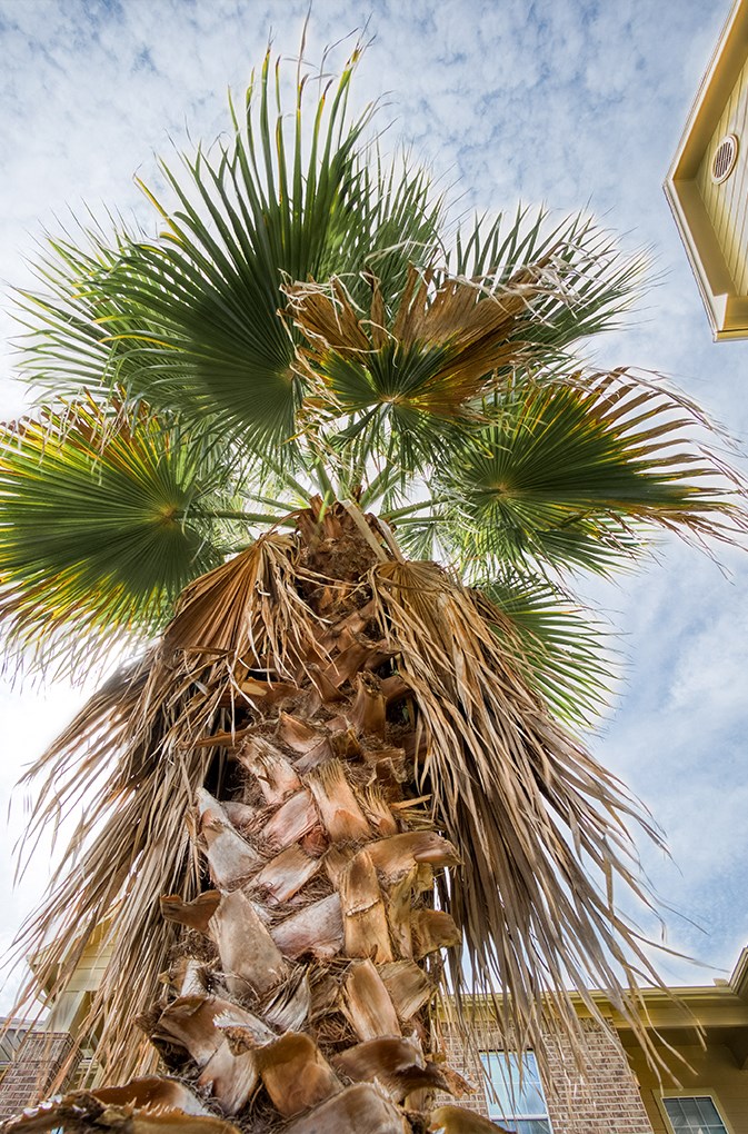 a palm tree in front of a building